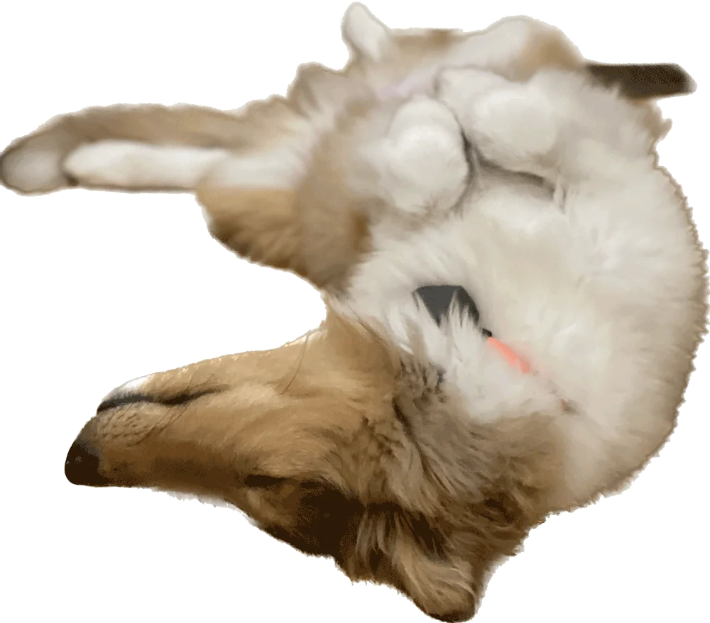 Leo lounging around on his back with his feet in the air